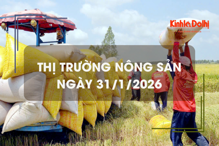 Thị trường nông sản ngày 31/1/2026: giao dịch lúa Đông Xuân chậm