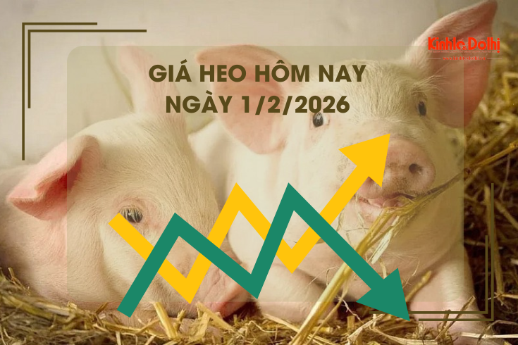 Giá heo hôm nay 1/2: cao nhất 79.000 đồng/kg