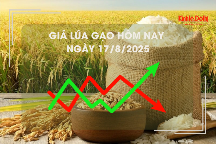 Giá lúa gạo hôm nay ngày 17/8: nguồn lúa cuối vụ còn ít
