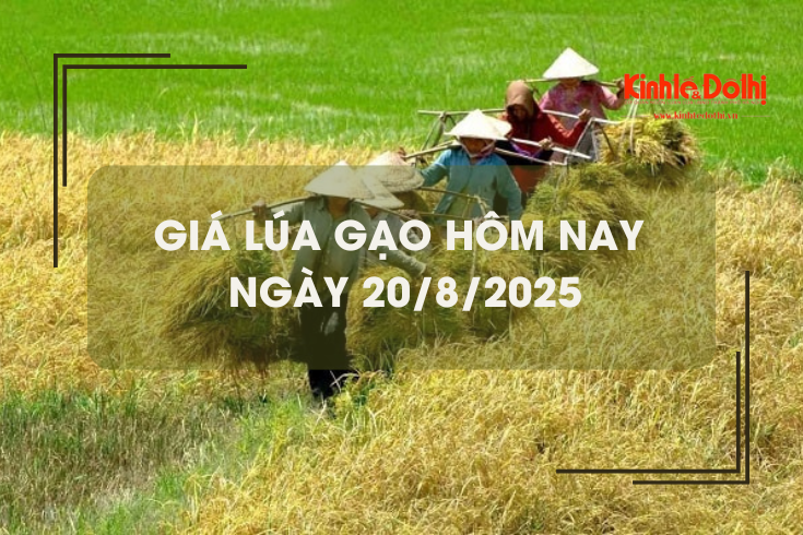 Giá lúa gạo hôm nay 20/8: giá gạo tiếp đà tăng nhẹ