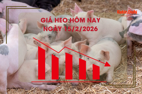 Giá heo hôm nay 15/2: dao động 70.000 - 73.000 đồng/kg