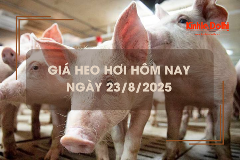 Giá heo hơi hôm nay 23/8: thị trường tiếp tục giảm sâu