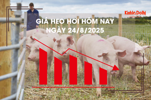 Giá heo hơi hôm nay 24/8: kéo dài đà giảm giá