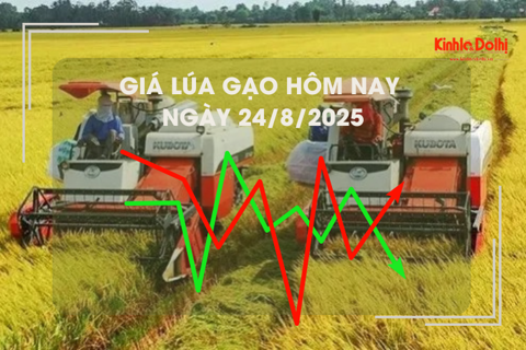 Giá lúa gạo hôm nay ngày 24/8: giá gạo giảm nhẹ
