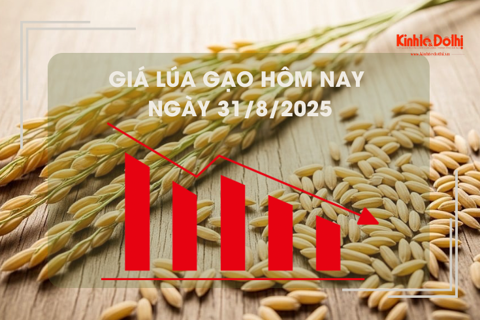Giá lúa gạo hôm nay ngày 31/8: lúa gạo chững giá