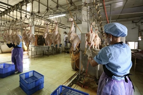 Khơi thông thị trường xuất khẩu gia cầm