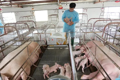 Bước chuyển của ngành chăn nuôi Hà Nội