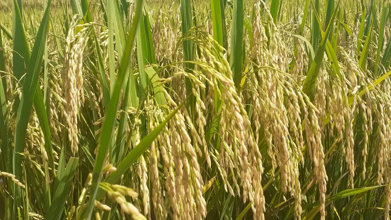 Hình ảnh 1