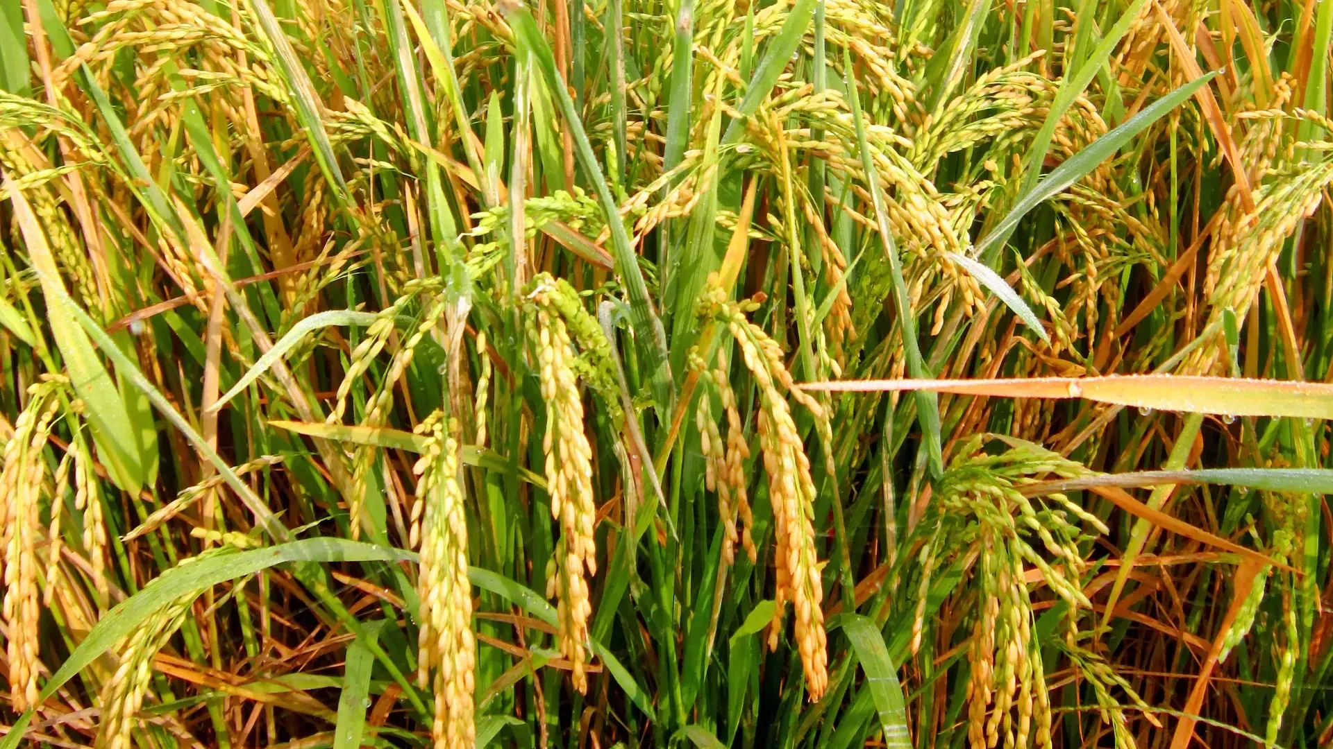 Hình ảnh 1