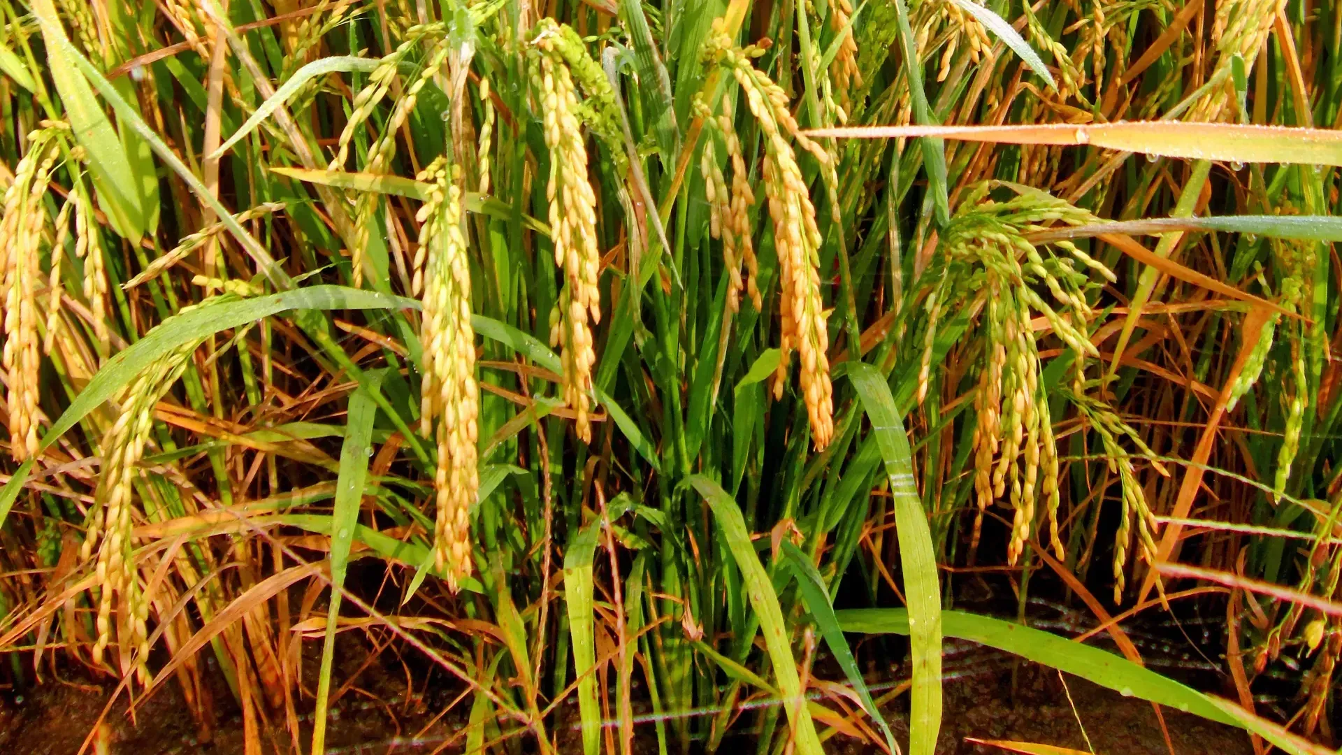 Hình ảnh 1