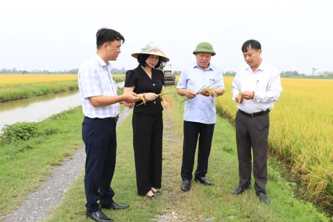 Nhân rộng mô hình lúa cải tiến SRI, phát thải thấp