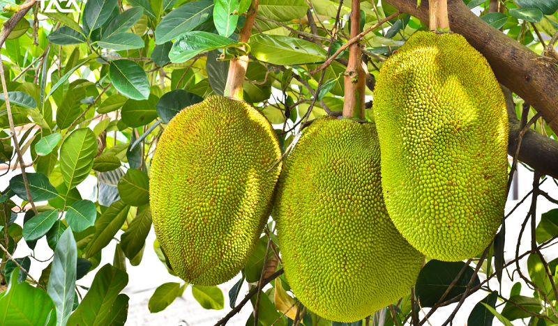 Xuất khẩu nông sản sang Trung Quốc tăng trưởng vượt bậc