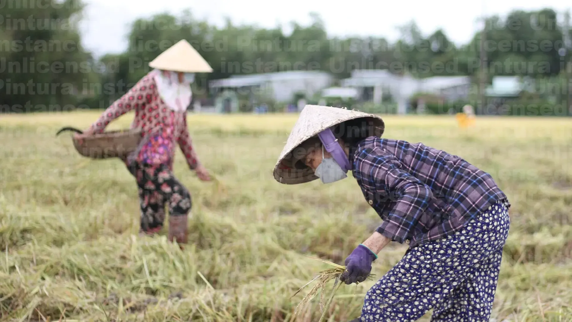 Hình ảnh 1