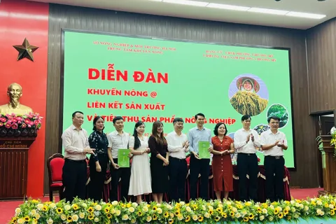 Nông sản Chương Mỹ cần liên kết tiêu thụ bền vững