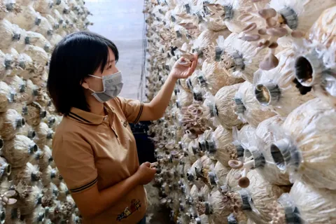 Hà Nội: Tái cơ cấu ngành nông nghiệp theo hướng hiệu quả