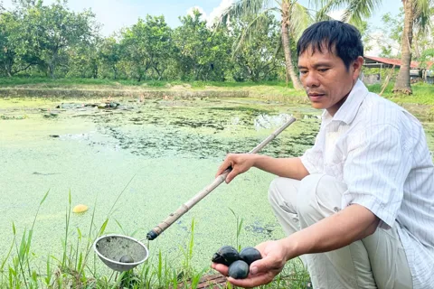 Cơ hội làm giàu từ nuôi ốc nhồi