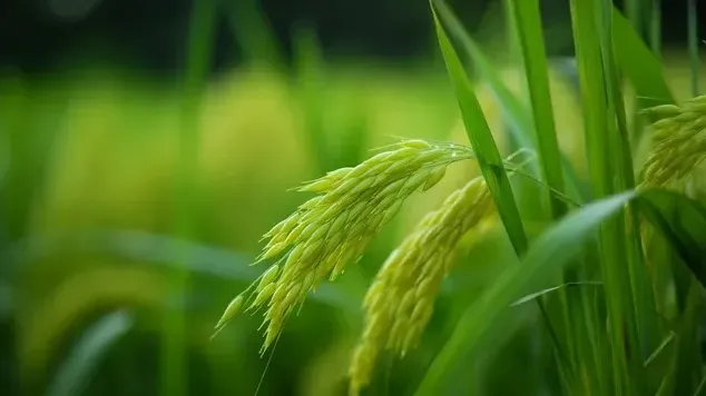 Hình ảnh 1