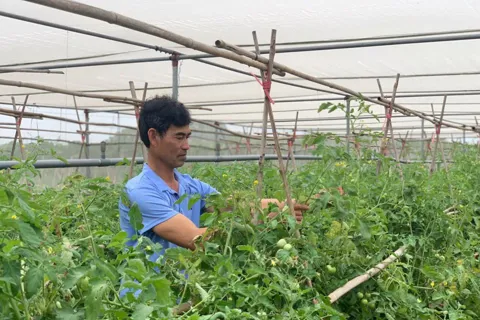 Sản xuất rau an toàn, bền bững