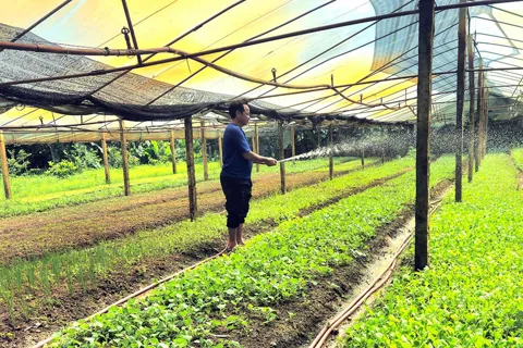 Đảm bảo nguồn cung nông sản dịp Tết 2026