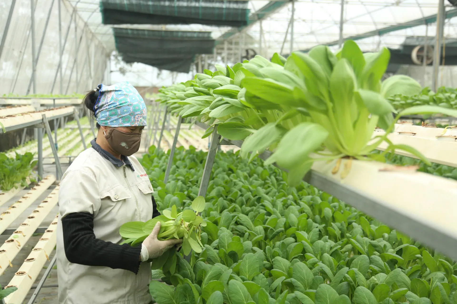 Bước chuyển chiến lược của nông nghiệp Hà Nội