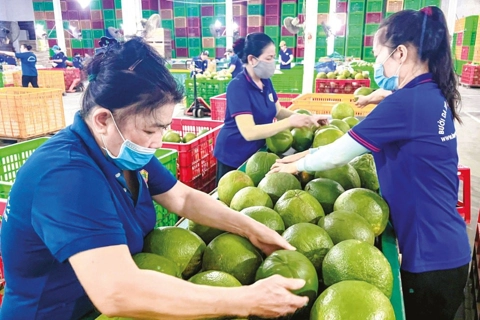 Cơ hội nào cho tăng trưởng xuất khẩu rau, quả năm 2025?