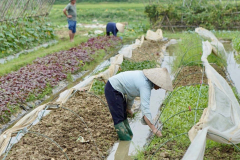 Tái sản xuất, bảo đảm nguồn cung rau xanh cho thị trường