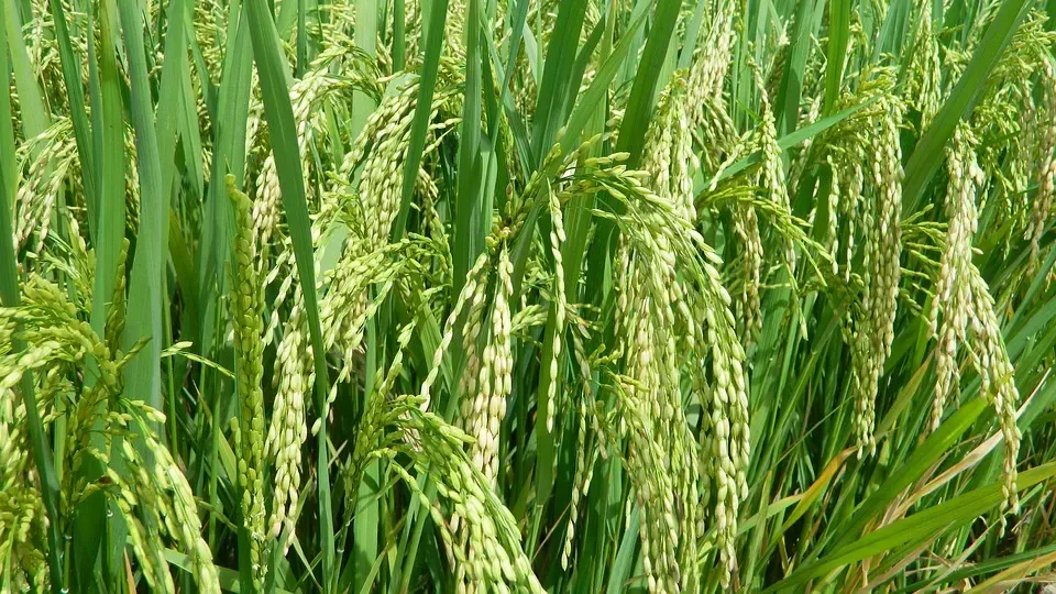 Hình ảnh 1
