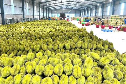 Xuất khẩu rau quả năm 2025 lập đỉnh lịch sử