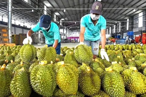Xuất khẩu rau quả kỳ vọng lập mốc lịch sử mới