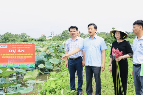Hà Nội: đa dạng hoá sản phẩm, nâng giá trị cho cây sen