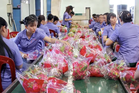 Cơ hội lớn cho nông sản Việt xuất sang Mỹ