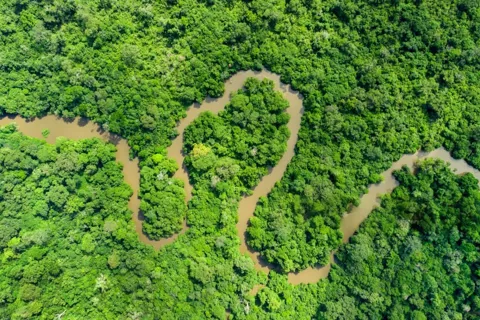 “Lá phổi thứ hai” của thế giới nguy cấp, sản lượng cacao toàn cầu bị đe doạ
