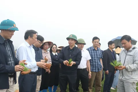 Xã Xuân Cẩm tổ chức Ngày hội xuống đồng 2026: thúc đẩy sản xuất lúa theo hướng hiện đại