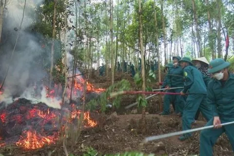 Bắc Ninh tăng cường ứng phó khi nguy cơ cháy rừng ở mức báo động cao