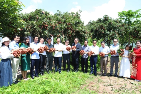 Bắc Ninh đẩy mạnh quy hoạch khu công nghiệp chế biến nông sản công nghệ cao gắn với tiêu thụ vải thiều

