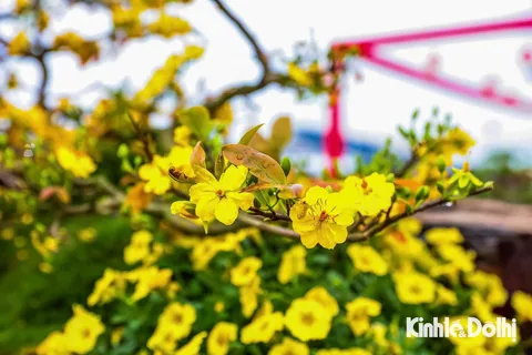 Con thuyền mai vàng "độc bản" được rao giá kỷ lục