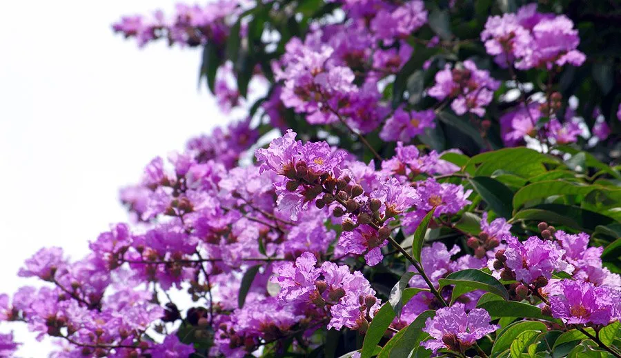 Hình ảnh 1