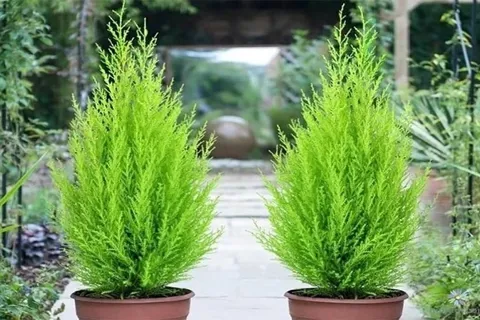 8 loại cây cảnh không phù hợp đặt ở phòng làm việc