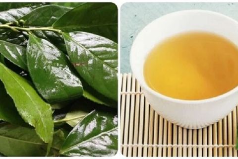 Những người nên hạn chế uống nước chè xanh