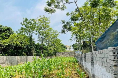 Nhà đầu tư rơi vào vòng xoáy chôn vốn khi mua đất nền không sổ đỏ