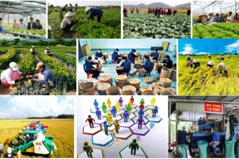 Phát triển kinh tế tập thể, hợp tác xã theo mô hình xanh, số, tuần hoàn