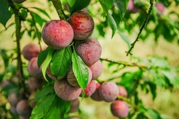 Hình ảnh 1