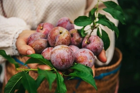 Mỗi ngày nên ăn bao nhiêu quả mận thì tốt cho sức khỏe?
