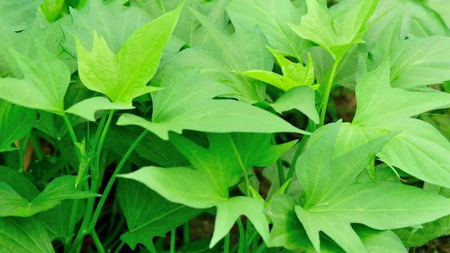 Hình ảnh 1