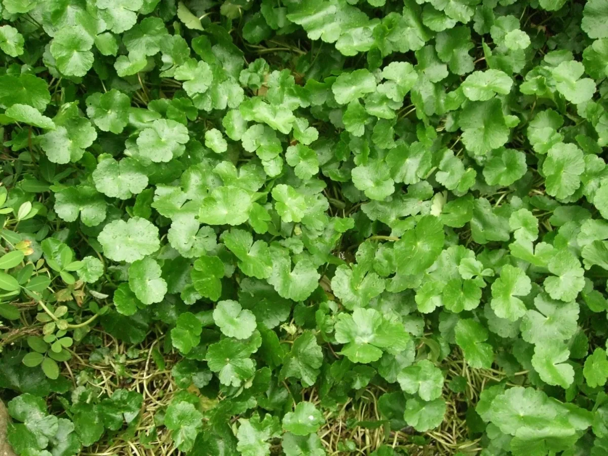 Hình ảnh 1