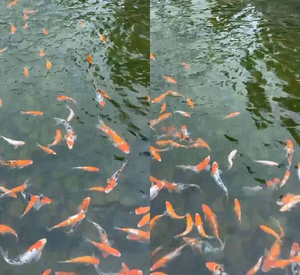 Hình ảnh 3