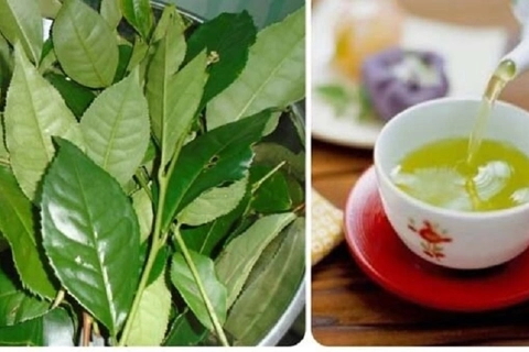 4 cách uống nước chè xanh rước họa vào thân