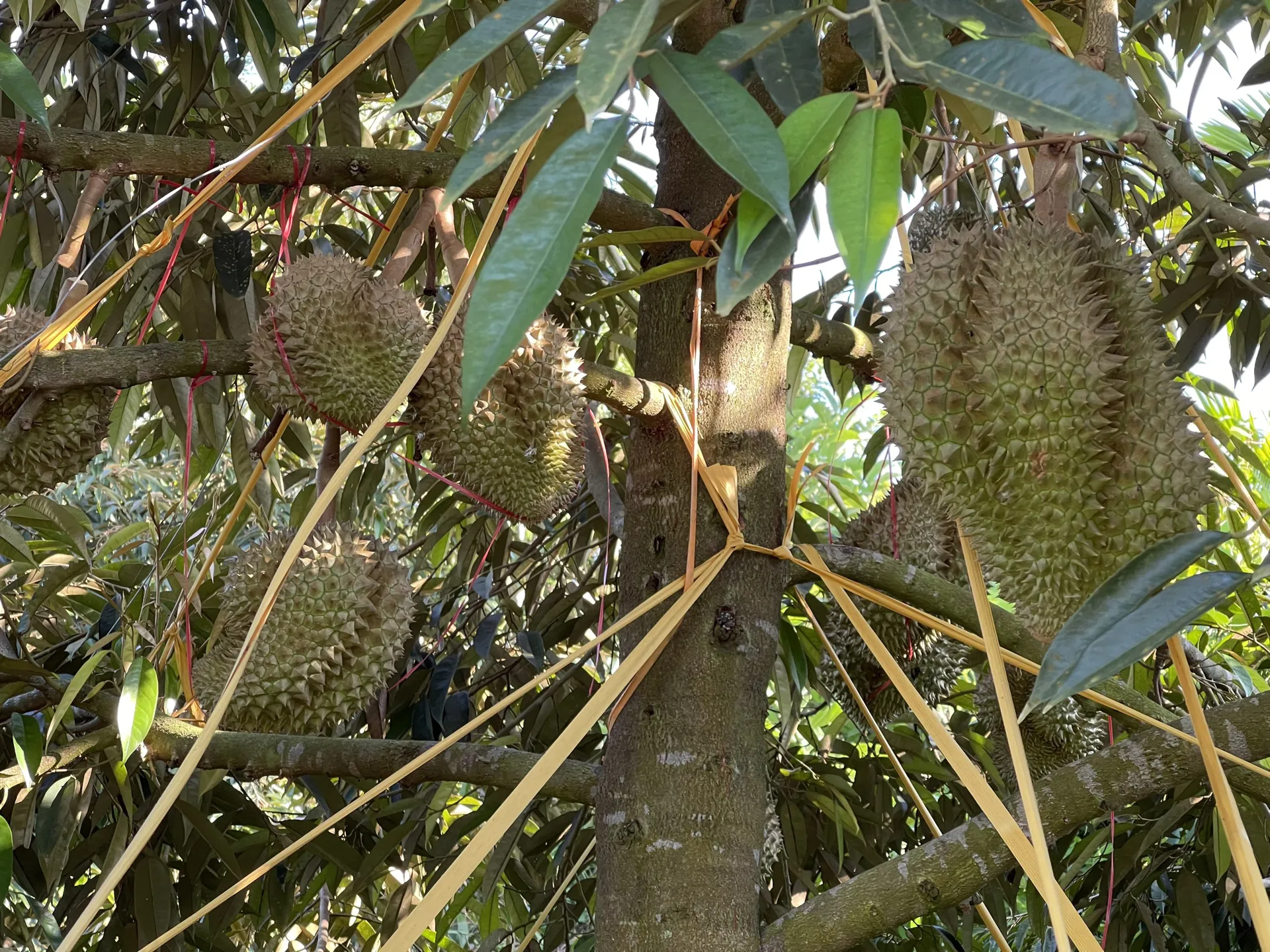 Hình ảnh 1
