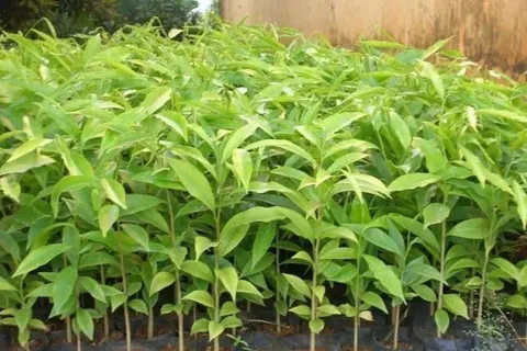 Cây mang theo bầu đất nhập khẩu vào Việt Nam bắt buộc phải có giấy phép kiểm dịch