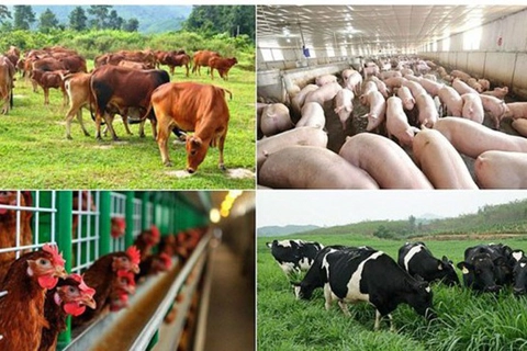 Hỗ trợ cơ sở sản xuất có động vật buộc phải tiêu hủy do dịch bệnh
